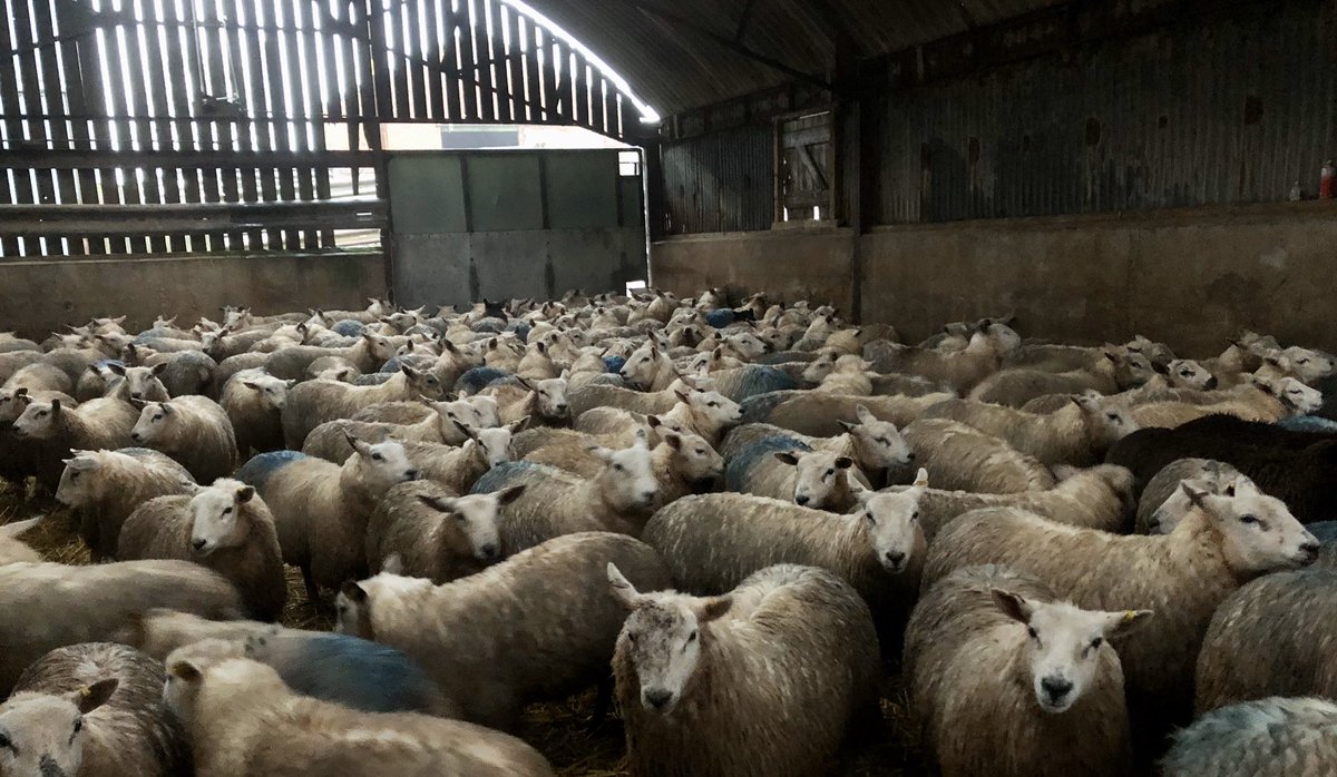 georgioevs's tweet photo. Ewe lambs happy to be off the turnips for a night ready for scanning tomorrow #texel #welshmule #sheep365 @MuleWelsh https://t.co/swgPhsMNB7