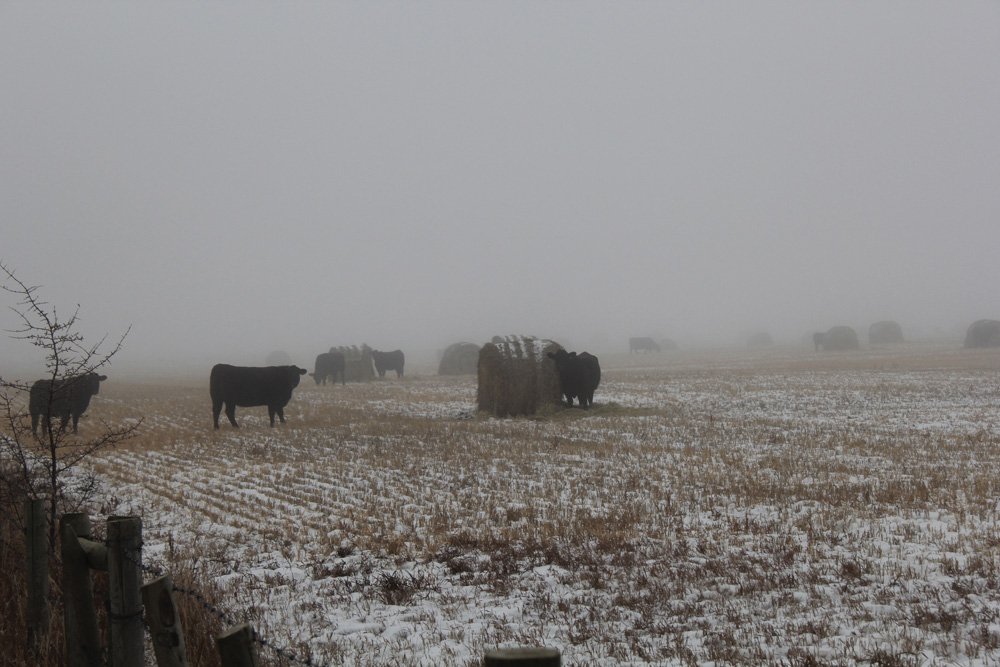 CanCattlemen's tweet photo. Our most-read story overnight: Tips for bale grazing. https://t.co/F1AQ62TwvS #cattle #cdnag https://t.co/4z2EWEuOsI