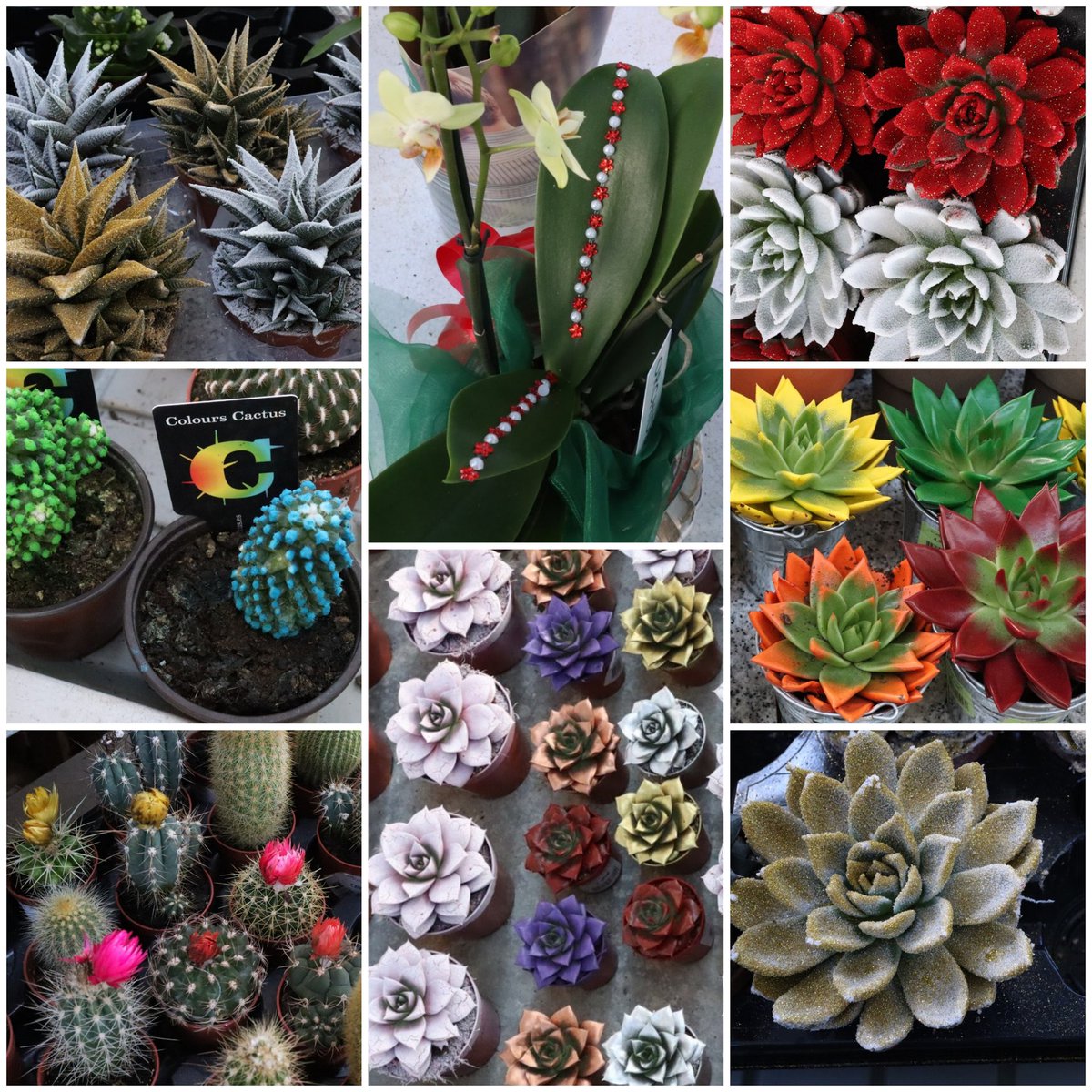 PetalSepalSpine's tweet image. There&apos;s so much more important things wrong in world right now, but it still irks me that garden centers still stock these; most of these end up dying, or being tossed. #plantlover #plantcrime #plantproblems #cactiandsucculents #orchidgrower