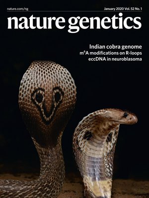 AlexeyRuzov's tweet photo. Very pleased that our story on the role of m6A in the regulation of R-loops stability is featured on the front page and in the News&amp;Views @NatureGenet 
Congratulations and thanks @A_Abakir @rdemes @ADAC_UoN @LINE1_Lab 
@DeepSeqNotts https://t.co/1AUnk83czk https://t.co/QS2k5rDWLO