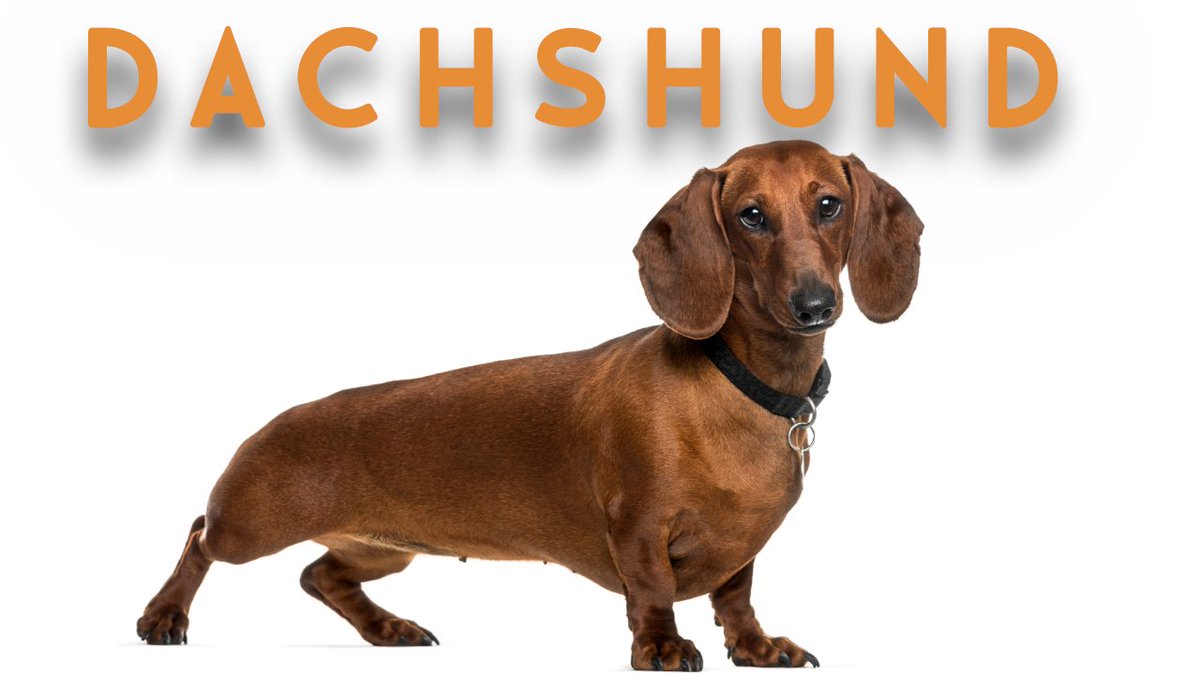 storboard's tweet photo. Dachshunds are scent hound dogs who were bred to hunt badgers and other tunneling animals, rabbits, and foxes. Packs of Dachshunds were even used to trail wild boar.
https://t.co/dZ2szV08Sj  #storyboard https://t.co/Tz7HRTN0M5