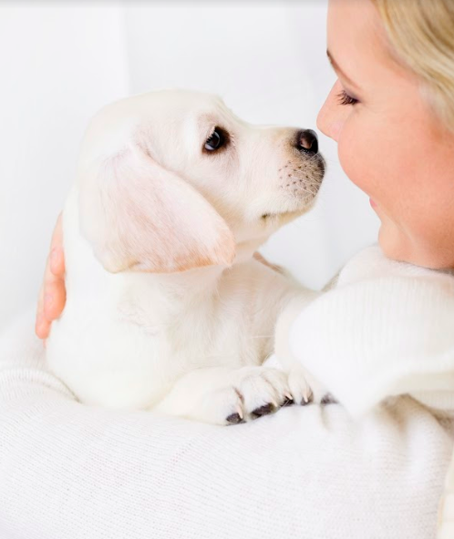 CKC4thedogs's tweet image. The #CanadianKennelClub is committed to helping #Canadians become caring and responsible #dog owners. Learn about the Canine Good Neighbour Program: ow.ly/sygN50xVkQX