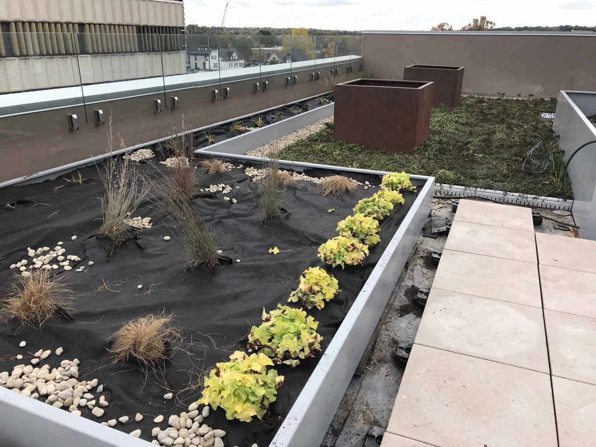 AVB_inc's tweet photo. The green roofs at 400 Rose Apartments are really starting to come alive 🌱😂  #avbconstruction w/ Hinman Company

PS: 400 Rose is Now Leasing residences for March 2020! Schedule your exclusive tour today by visiting https://t.co/rg1RL2hGBk #LiveSocial #Live400ROSE https://t.co/Hpr8rzKUOb