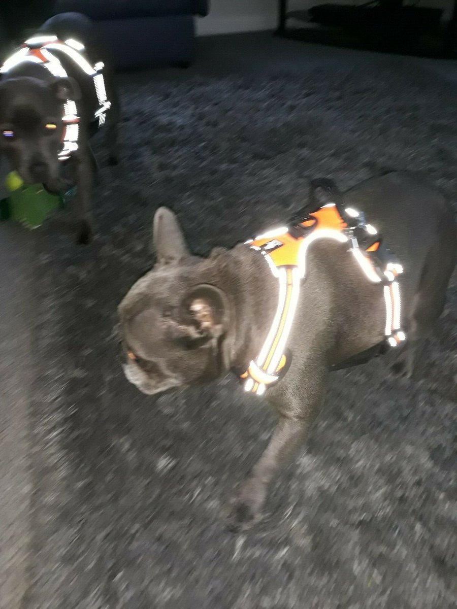 ThatDogUK's tweet photo. Fancy a free harness for your dog? 

All you have to do is RT and follow our page!

Poppy and Daisy from the 🇬🇧 love their new super reflective harnesses! #dogsoftwitter #dogs #dogsofinstagram 

(#Competition ends 31/01/2020 - Full T&amp;Cs below) https://t.co/vX0hl2pZOo