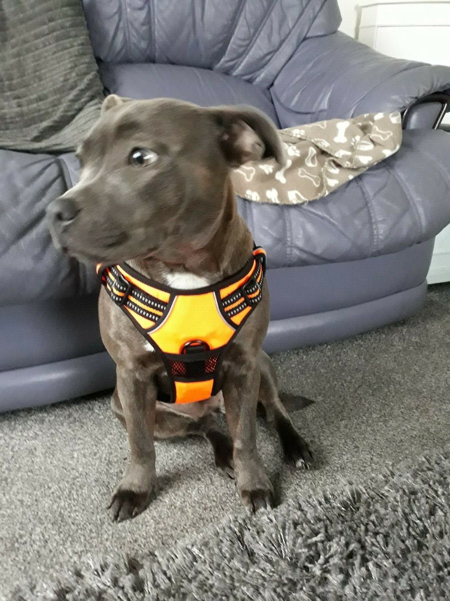 ThatDogUK's tweet photo. Fancy a free harness for your dog? 

All you have to do is RT and follow our page!

Poppy and Daisy from the 🇬🇧 love their new super reflective harnesses! #dogsoftwitter #dogs #dogsofinstagram 

(#Competition ends 31/01/2020 - Full T&amp;Cs below) https://t.co/vX0hl2pZOo