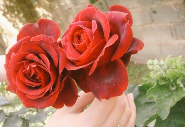 ma_sara_91's tweet photo. السلام عليكم ورحمة الله وبركاته

عدنا اليكم بعد غياب دام اكثر من شهر
 بسبب توقيف الحساب شكراً لكل من سٲل عني
وافتقدني من الاخوة والاخوات
ربي يحفظكم جميعا ♥🥀

.
.
.

#ملاحظة تم تغيير الاسم 🌹 https://t.co/XVJdKkgso1