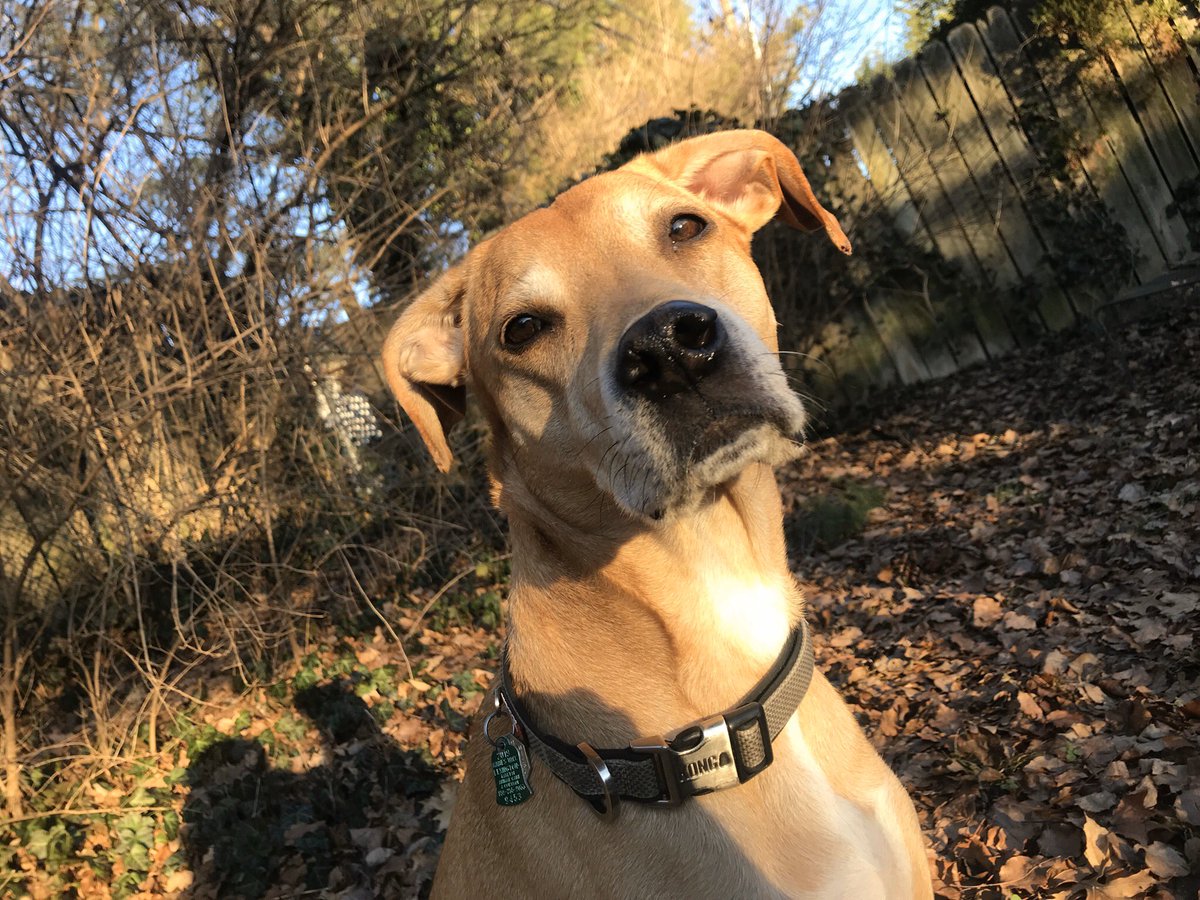 Alright fuck it. My water got shut off, I’m struggling to make ends meet and not too proud to say it. $50 and I’ll do a 5x7 custom pet portrait shipped