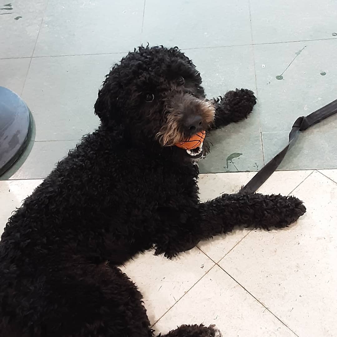 clevesfred's tweet photo. We had a cute lil bball pup come in yesterday to show off his moves, don't worry he bought the ball. #LOL ๐๐ #weknowourstuff #sourceforsports #sourcefordeals #sourceforpups https://t.co/rNCpKnHwJm