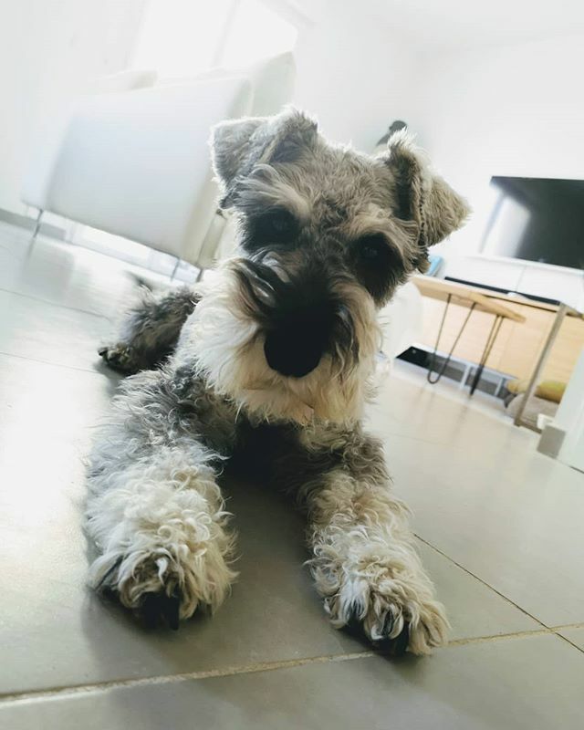 greladine's tweet photo. Parce que c'est juste le plus beau... #lokischnauzer
.
.
.
.
#schnauzer #schnauzers #minischnauzer #minischnauzers #dogs #dogsofintagram #doglove #doglovers #doglover #lovemydog #inlovewithmydog #sud #southoffrance #frenchgirl #aixoise #frenchies #love #… https://t.co/4whNb9UkUU https://t.co/caXbGxRxL0