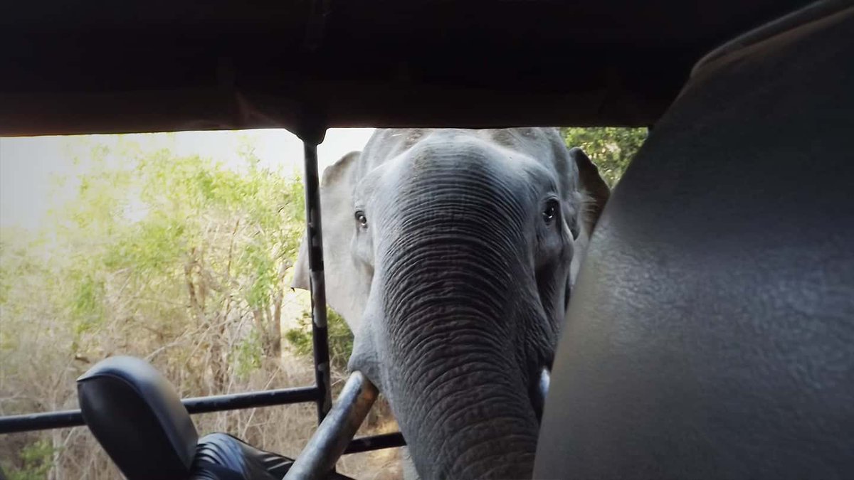 ManMeetsTheWrld's tweet image. If you want to know more about my eventful safari experience then check out the link below 👇🏽😅
instagram.com/p/B7T2g47BQph/…
#safari #elephantattack #sirlanka #travel #travelphotography #traveling