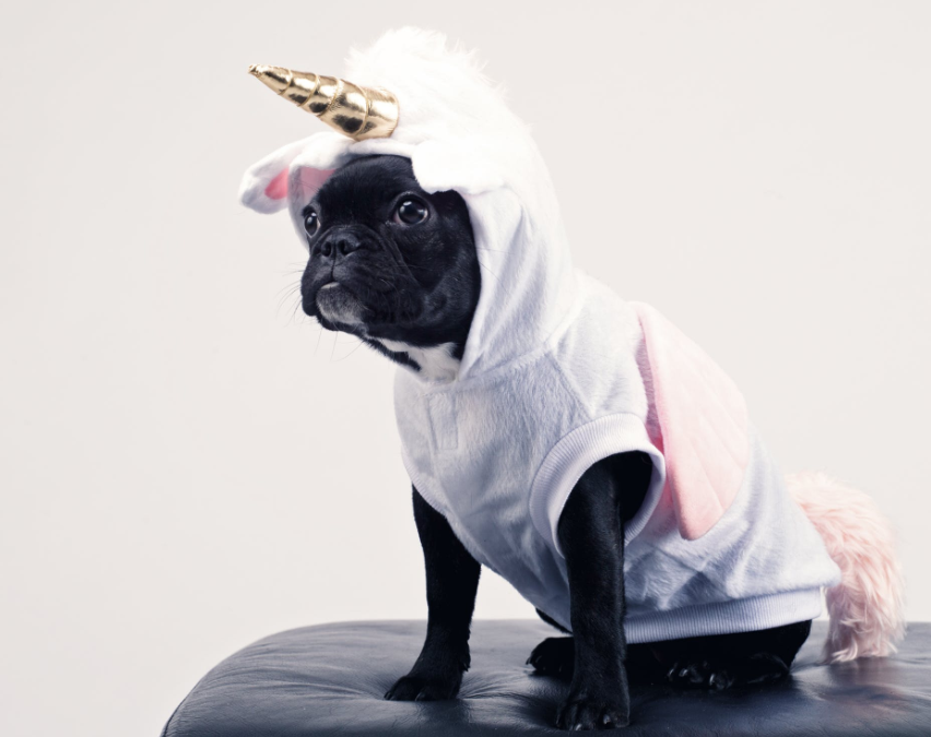 RenDenSTP's tweet photo. It's National Dress-up your Pet day and your pet is sure to pawsitively love our pet-friendly hotel!! 

#PetFriendlyHotels #NationalDressupYourPetDay #RenDenver https://t.co/WuXfUIbl0E