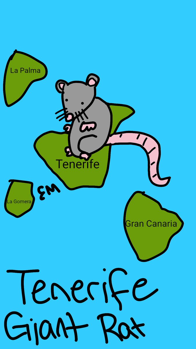 TENERIFE GIANT RAT (Nov 22-Dec 21)-sorry but ur extinct-anyway, u love to travel and hate staying in one place for too long-tells awesome stories-loves to try new things-doesn't mind going places alone-prefers to get off the beaten path-extinct https://en.wikipedia.org/wiki/Tenerife_giant_rat