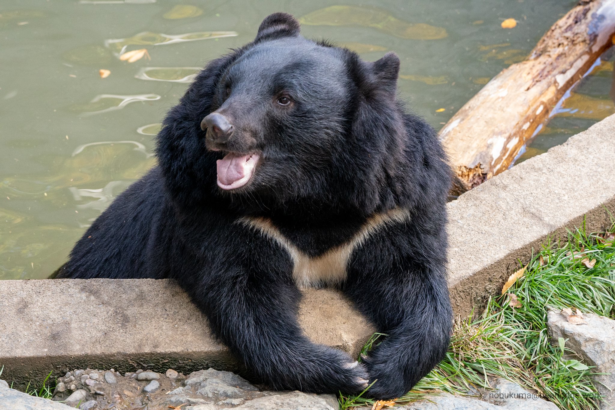 のぶクマ C101 土曜日東地区 ｗ 31a インスタ風にクマの写真をツイートしてみるテスト あくまでもテストです 癒し 写真で伝えたい私の世界 ファインダー越しのクマの世界 ファインダー越しの恋 写真 写真好きな人と繋がりたい 動物 動物好きな