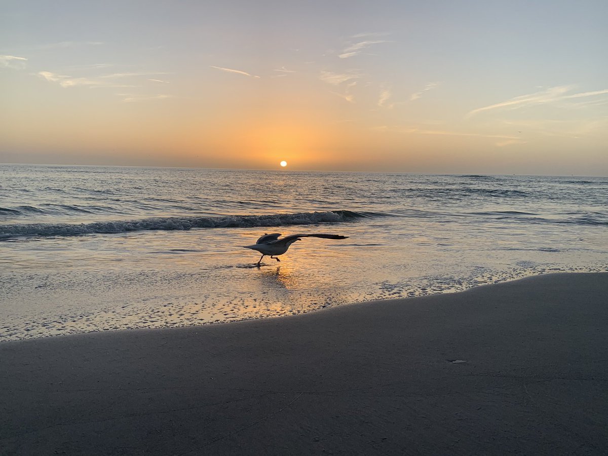 Get a running start before you take off. #sunsets #madeirabeach #beach #treasureisland #clearwater #florida #beach #seagull #flyhigh #TuesdayMotivation