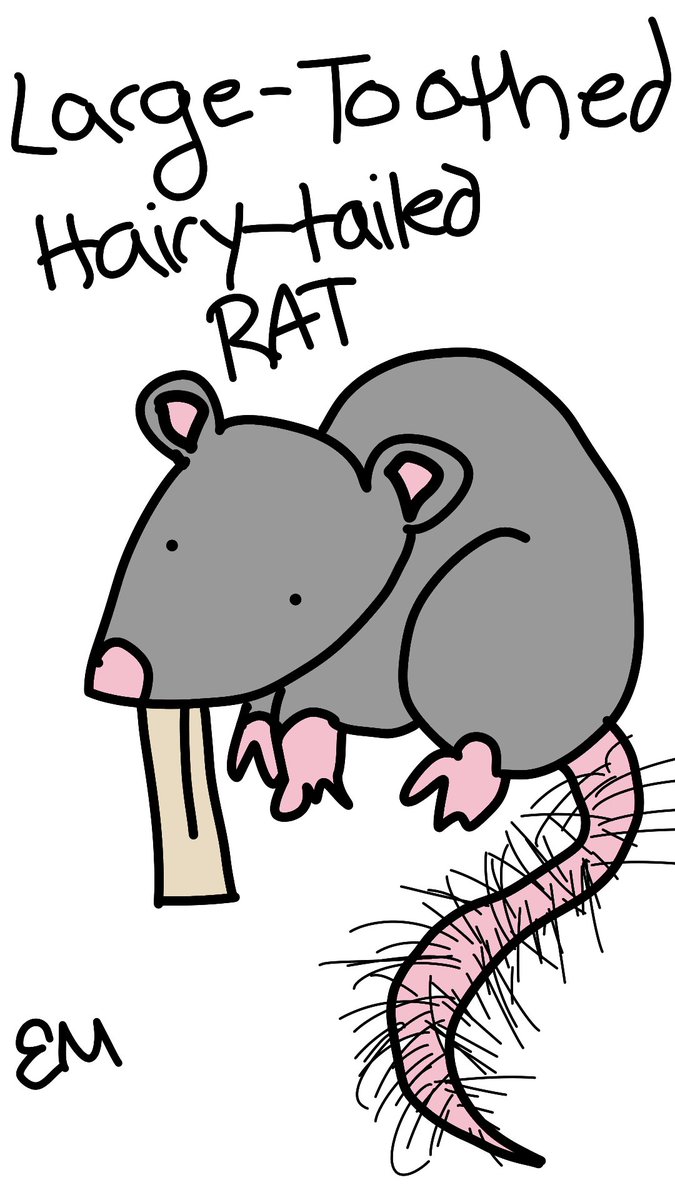 LARGE-TOOTHED HAIRY-TAILED RAT (Jun 21-Jul 22)-super self-conscious -really harshly critical about urself-thinks everyone is laughing at u-but no one is, ur actually super funny and great-uses self-depreciating humor as a thinly-veiled cry for help https://en.wikipedia.org/wiki/Large-toothed_hairy-tailed_rat