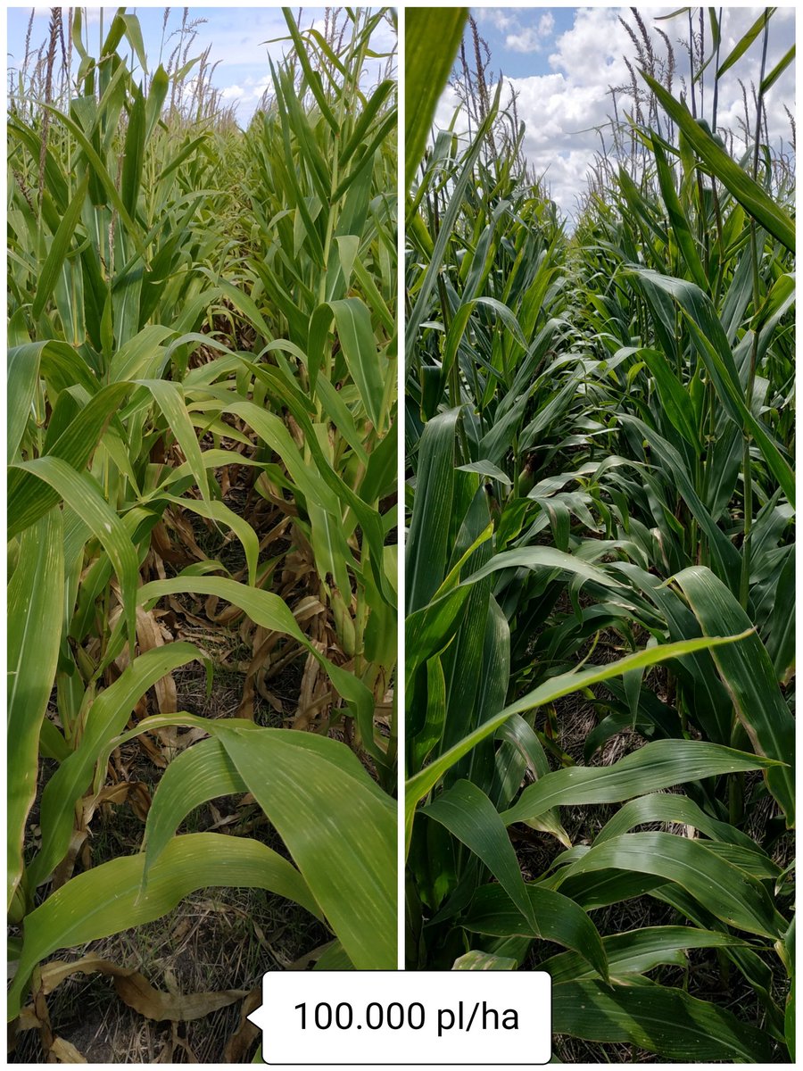 agro_86's tweet photo. ✅ Densidad
✅ Fertilización
✅ Malezas
🔀🔃 Interacción https://t.co/HPbSWL5MjZ