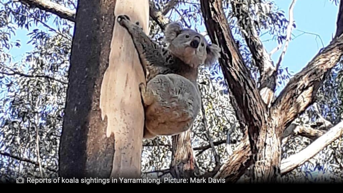 EmmaFrenchCEA's tweet photo. #koalas in the locality of the Wallarah 2 Coal Mine! 
we must stop this mine on the #CentralCoast - only 1.5 hours north of #sydney. See #dailytelegraph article https://t.co/XvFfGUJryt #NoWayWallarah2 https://t.co/a209IlmdFI