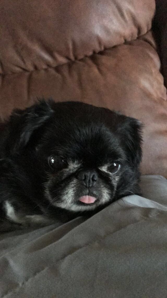 jermemiahh's tweet photo. My good boy passed away this morning after 13 years due to an enlarged heart. He was the best dog I’ve ever had. I miss you Lucky thanks for being my best bud. I’ll see you on the other side my brother. I love you. 🖤 https://t.co/wwi2onz2at