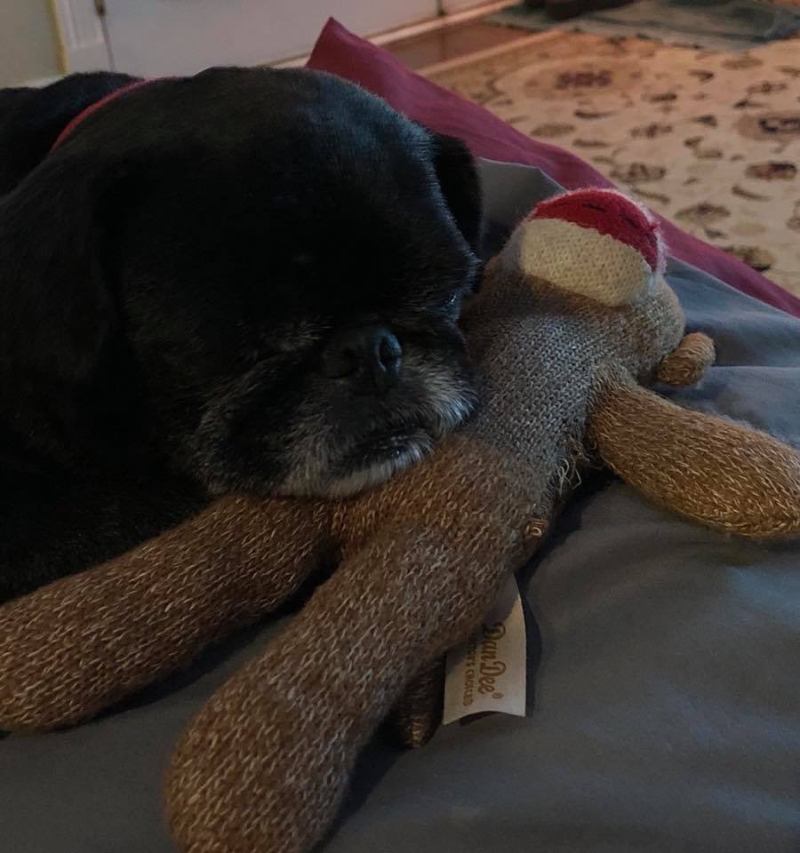 jermemiahh's tweet photo. My good boy passed away this morning after 13 years due to an enlarged heart. He was the best dog I’ve ever had. I miss you Lucky thanks for being my best bud. I’ll see you on the other side my brother. I love you. 🖤 https://t.co/wwi2onz2at