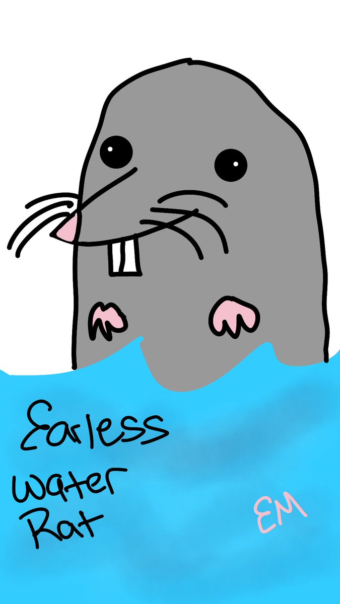 EARLESS WATER RAT (Aug 23-Sep 22)-really cute and chill-avoids confrontation like the plague-enjoys the simple things in life-prefers quiet gatherings to big parties-can get really easily stressed out due to BAD VIBES-probably too avoidant tbh https://en.wikipedia.org/wiki/Earless_water_rat