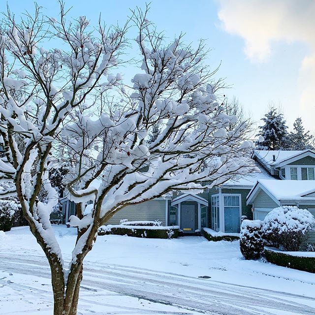 Hints of blue sky as the flakes start to fall again. Looks amazing. The trees look as though someone glopped big dollops of frosting on them. It really is beautiful - as long as you don’t have to drive anywhere. #westvan #westvancouver… dlvr.it/RN3DK8
