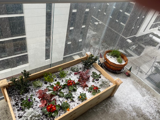 TempResidents's tweet image. It's snowing!! Such a beautiful sight while working indoors. Where can you get good Vin Chaud in Portland? 🤔🍷
#onlythestrongplantssurvive #snow #Portland #Oregon #wine  #TempResidents #temporaryresidentsblog