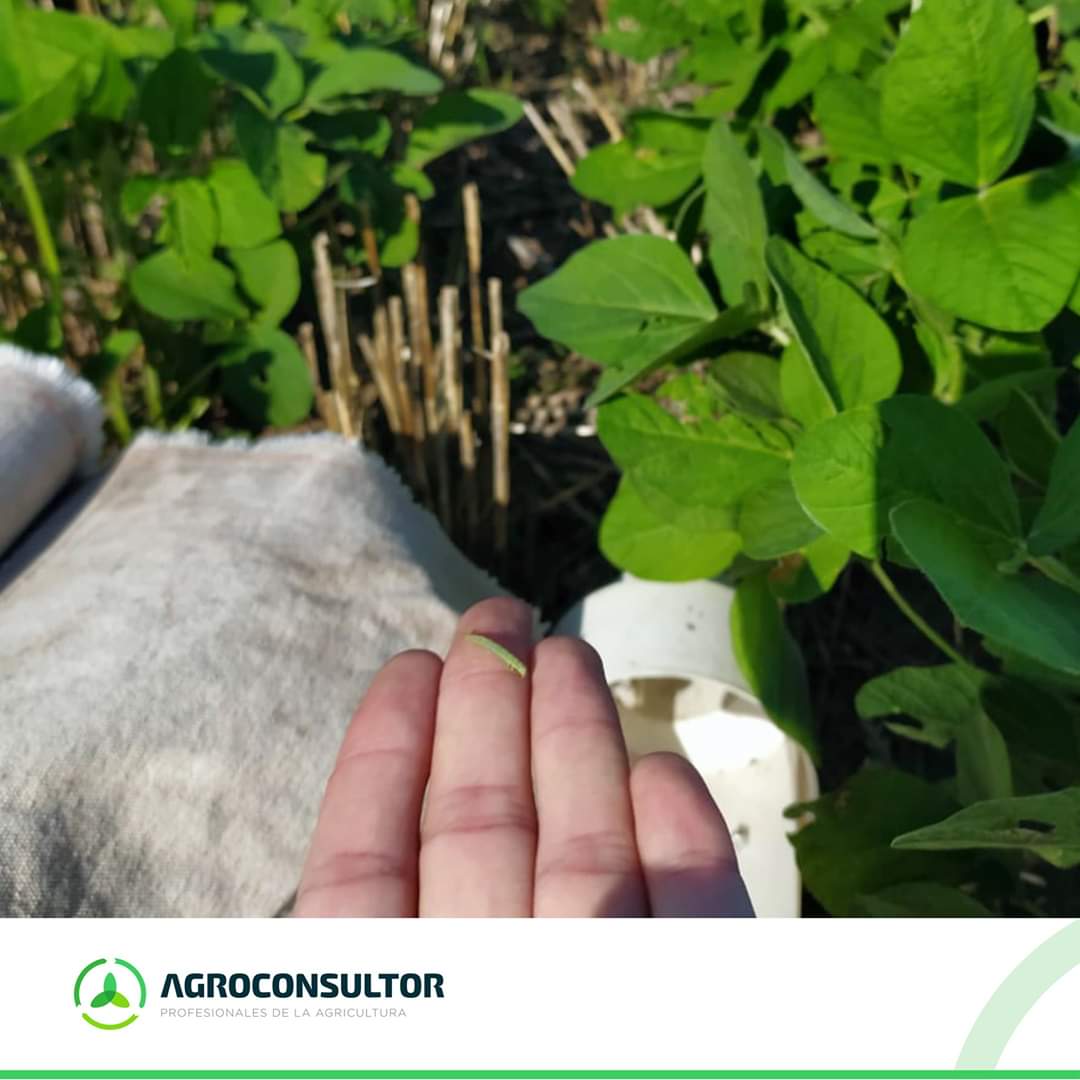 AgroconsultorSA's tweet photo. Monitoreo para cuidar bien los cultivos.
#Medidoras #InsectosEnSoja #ControlIntegradoDePlagas #YoMonitoreo #AgriculturaConTodo β»οΈπ± https://t.co/zNO2nVIaw6