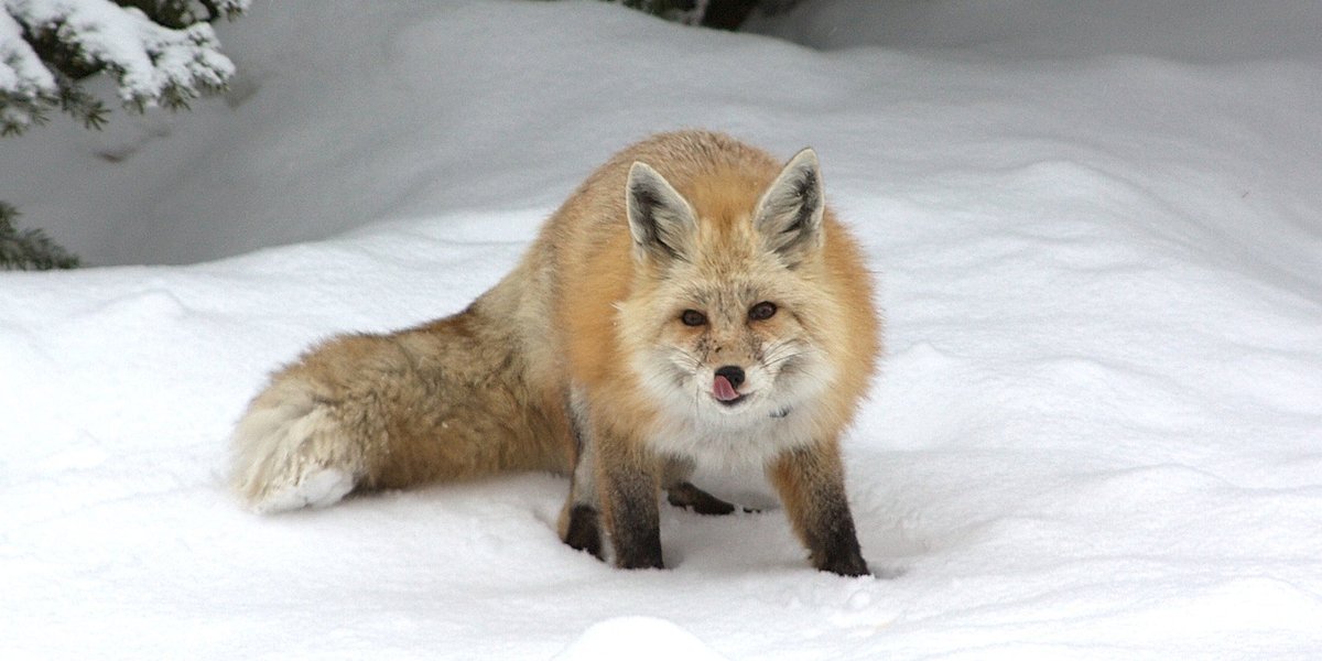 A red fox crouches in the snow, facing the camera, its tongue out