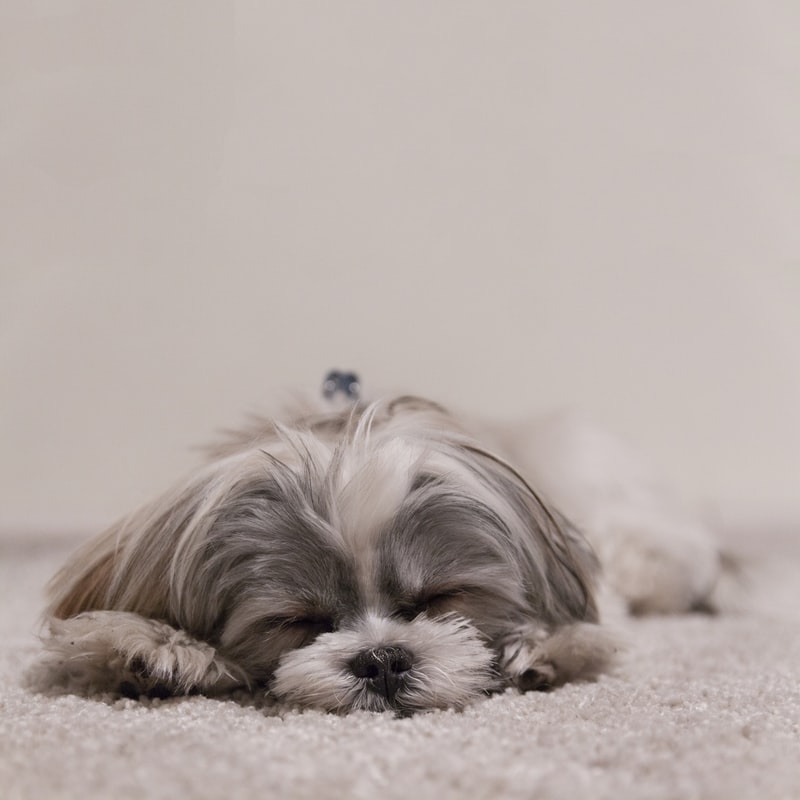 VAndThreeApts's tweet photo. You and your pup will love calling V &amp; Three home! Take a look at our floor plans: https://t.co/TyjELeA1a9 https://t.co/c8DPcdf8bp