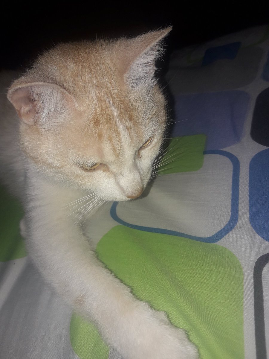 MerVil💚💚Don't Let Me Down tweet media