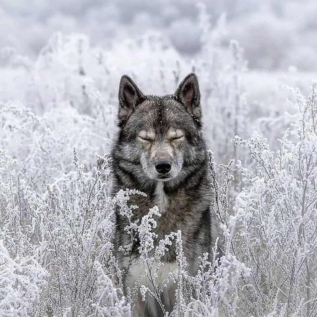 emre_dogan0's tweet photo. Boz kurt olmak varken neden hepiniz çakalsınız. https://t.co/5oQZTPyZbW