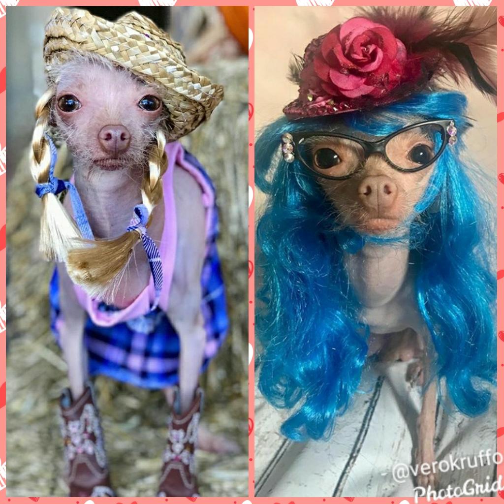 EuVerinha_12's tweet photo. We are so ready for that #Sasha vs #Lacey 's match!!! #GoLacey ๐๐๐ผ๐ #LikeALady (๐ธs from: holly's_amazing_journey on IG! the cutest doggy ๐) https://t.co/pM4XAd1X05