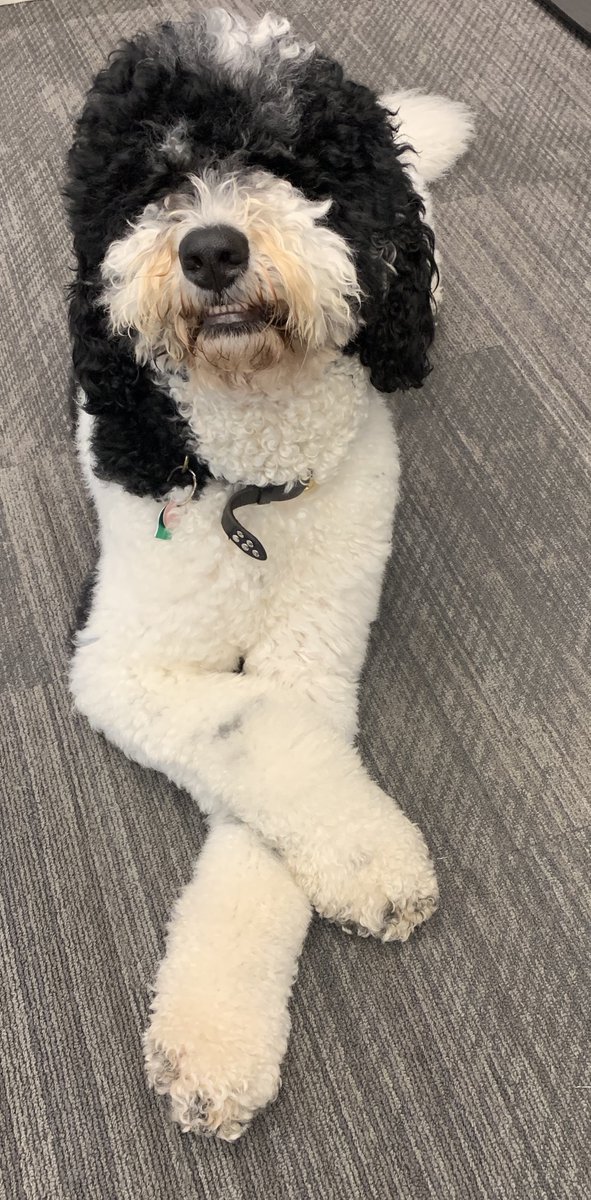 SynergyBOS's tweet photo. @Twitter meet Susie, our Synergy mascot 🐾 #Bernedoodle #Boston @davegreaney https://t.co/8sNggJdVVZ