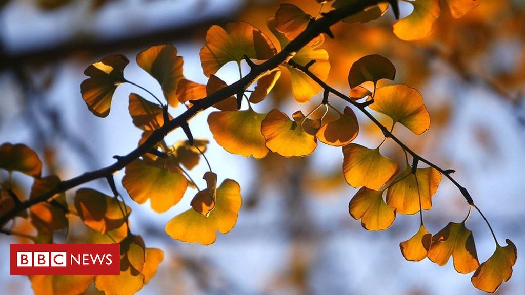 ConsulArborists's tweet photo. Scientists have discovered the secret of how the ginkgo tree can live for more than 1,000 years.

Read on to learn the secret of the ginkgo: https://t.co/2AaUVojCDR https://t.co/5EU1zFO0V3