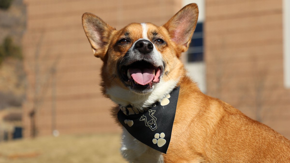 UCCS's tweet photo. Andrew may look like a Corgi &amp; Jack Russell mix but he's a mountain lion at heart ❤️. In honor of #DressUpYourPetDay, share pics of your pet(s)! #UCCS https://t.co/w4adp6ZavY