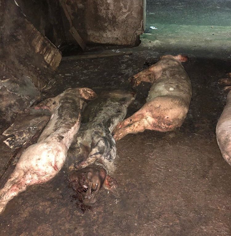 Today activists exposed a brutal scene from a standard British pig farm in Northern Ireland. This is where your bacon comes from. This is what they are hiding from you. #howtostealpigs #howtostealpigsandinfluencepeople #meatthevictimsni