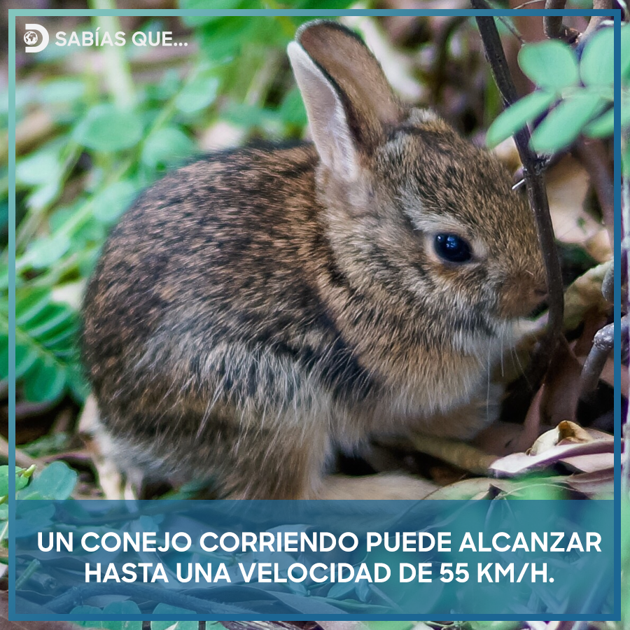 Sus veloces patas también les permiten dar saltos de hasta 3 metros de longitud.