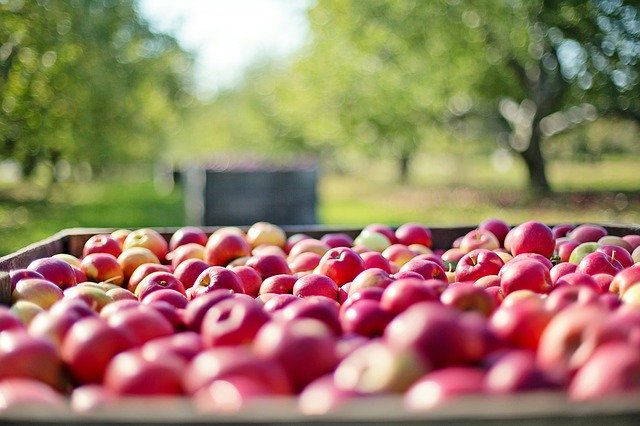 Fresh, juicy #Ontario apples aren’t just available in the fall. Modern #technology means apples stored in controlled atmosphere storage stay fresh right into the winter! Here’s how it works: onapples.com/blog/tree-ripe… <a href="/ontarioapples/">Ontario Apples</a> #localfood