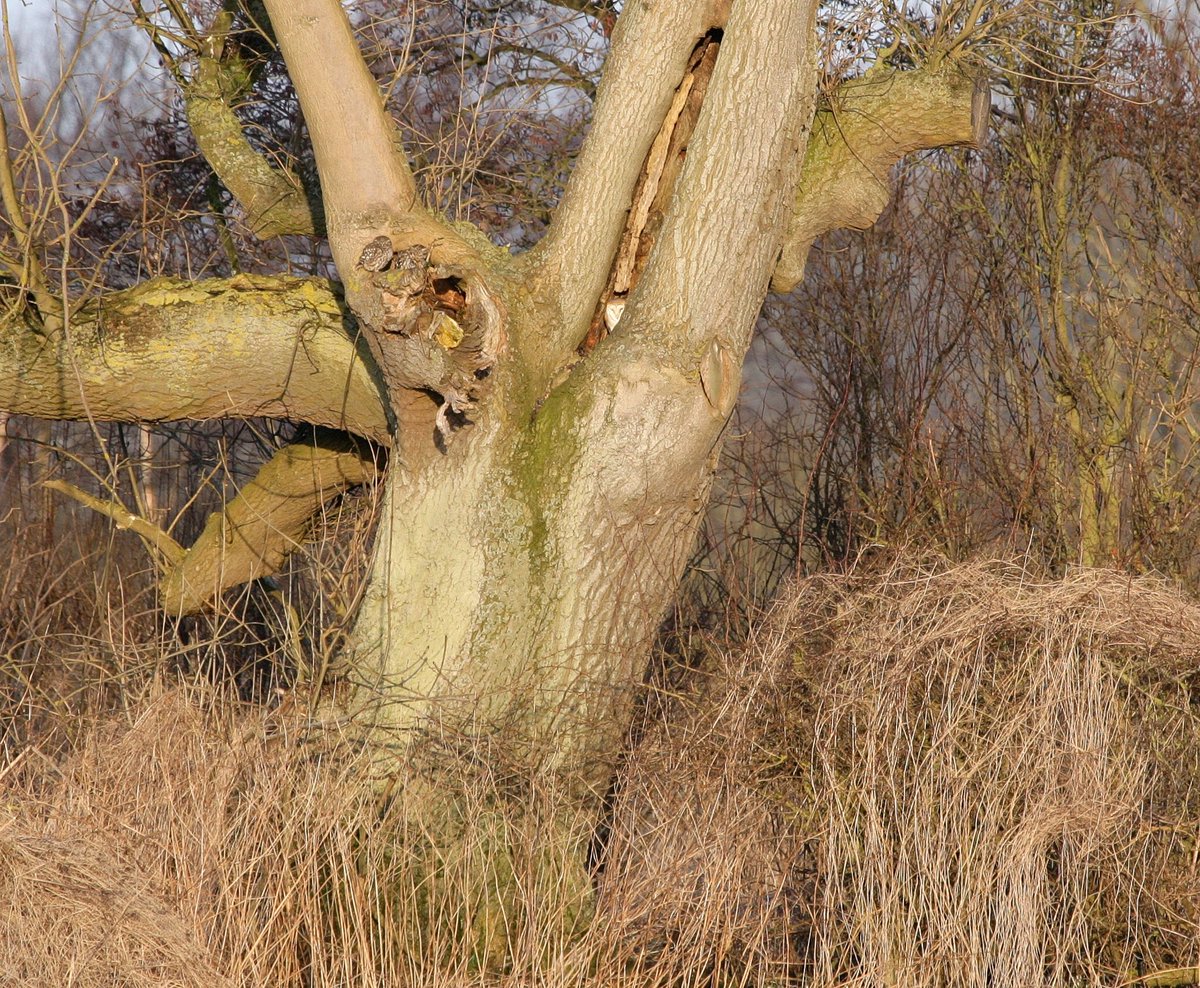 Dan Lombard tweet media