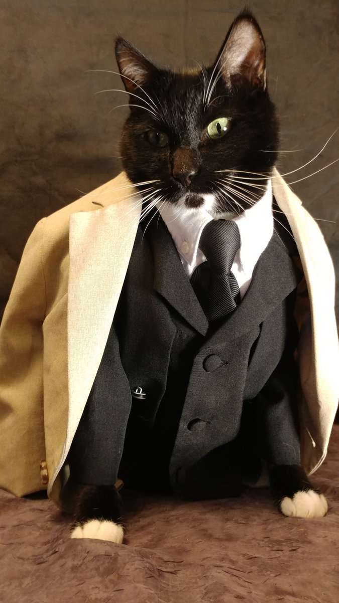 Cat_Cosplay's tweet photo. @WISN12News Only the fancy ones?

#DressUpYourPetDay https://t.co/DrnVeARMjI