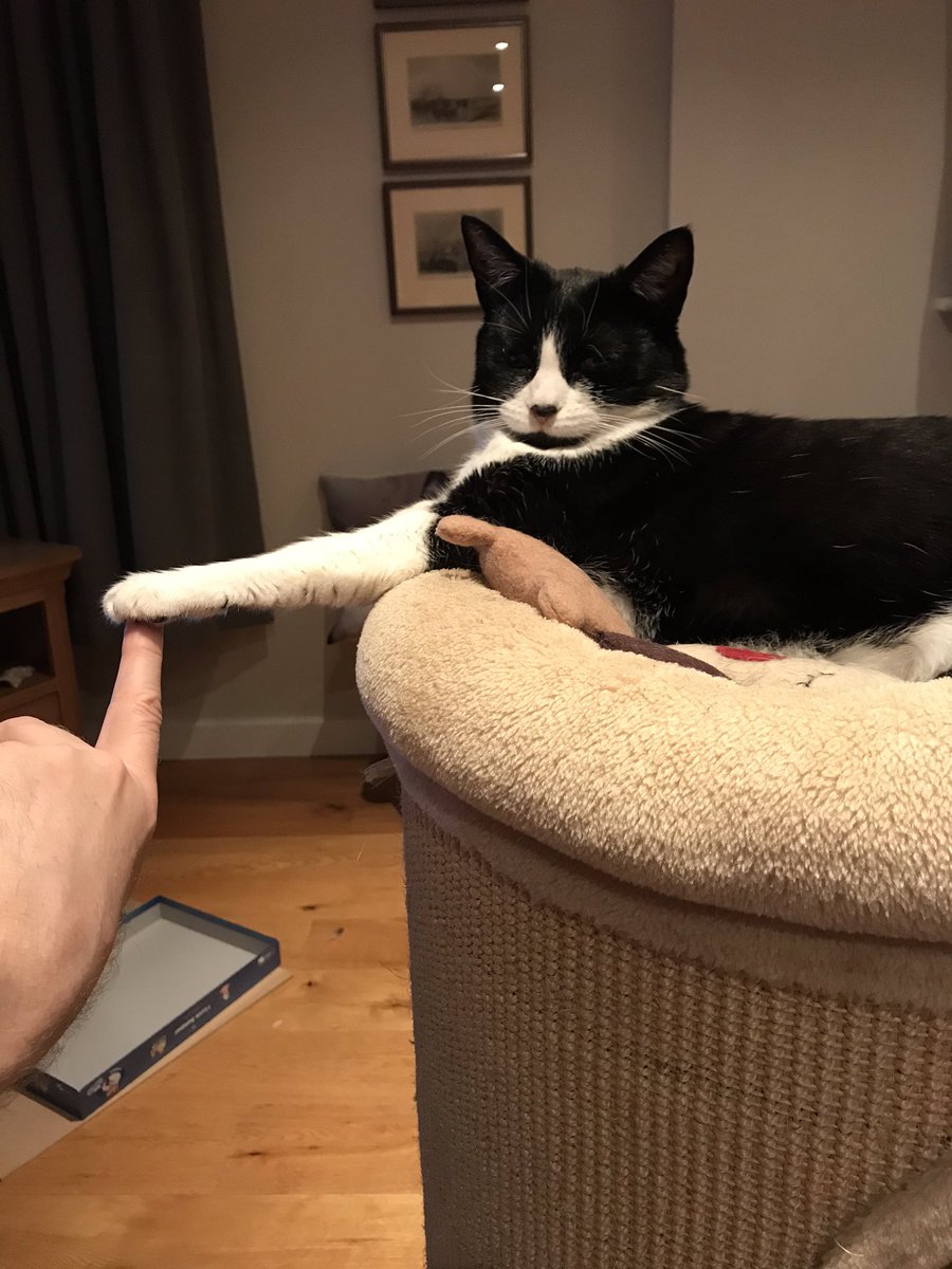 owenclark3's tweet photo. ‘Just hold that for me will you. There’s a good chap’ #catsoftwitter #divademands https://t.co/YkSkTn1YGd