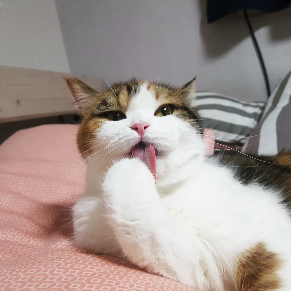 솜방망이를 솜사탕 처럼 냠냠