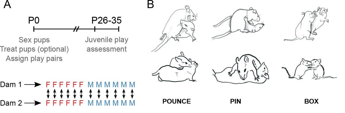 Representative experimental timeline and behavior illustrations.
