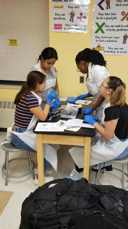 OSSININGscience's tweet photo. Today, Mrs. Estrada's Anatomy &amp; Physiology class had the wonderful opportunity to have a hands on experience  dissecting a sheep brain.  They identified the anatomical structures of the brain while comparing and contrasting it with a human brain. @OssiningSchools @OHSPrincipal3 https://t.co/uVJA2Qm4WS
