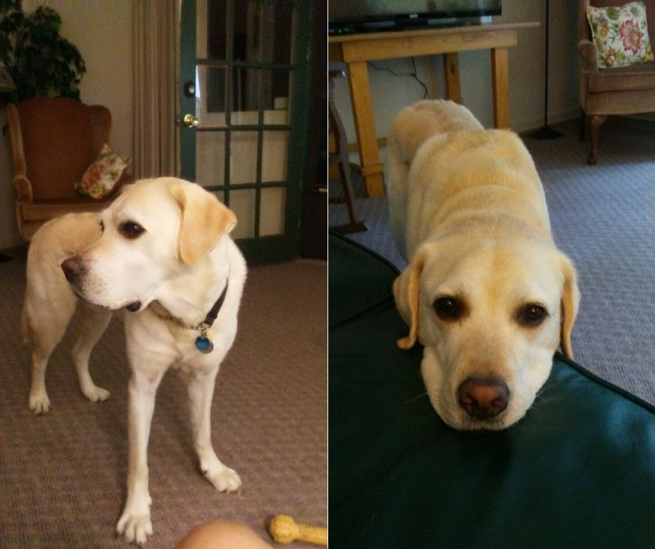 A two photo collage of Cutlas, a yellow lab. On the right, Cutlas stands while resting his head on the green couch. On the left, Cutlas stands on the carpet and looks to the side.