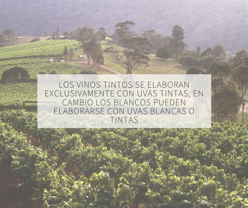 VinardoMx's tweet photo. Wine info #vino #wine #tomavino #winetasting #wineoclock #viñedo #uva #vinoblanco #vinotinto https://t.co/ZRQmdRbFek