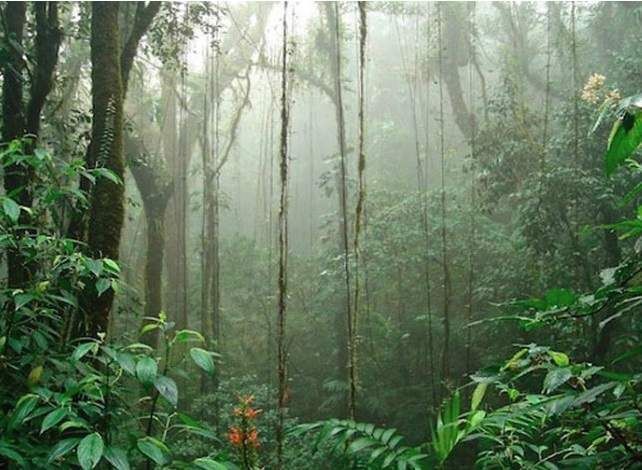 Ecogranjero's tweet photo. Árboles tropicales se resisten a morir y toman acción propia contra la sequía https://t.co/JenTWQaZz0 https://t.co/ecrhaXqZmi