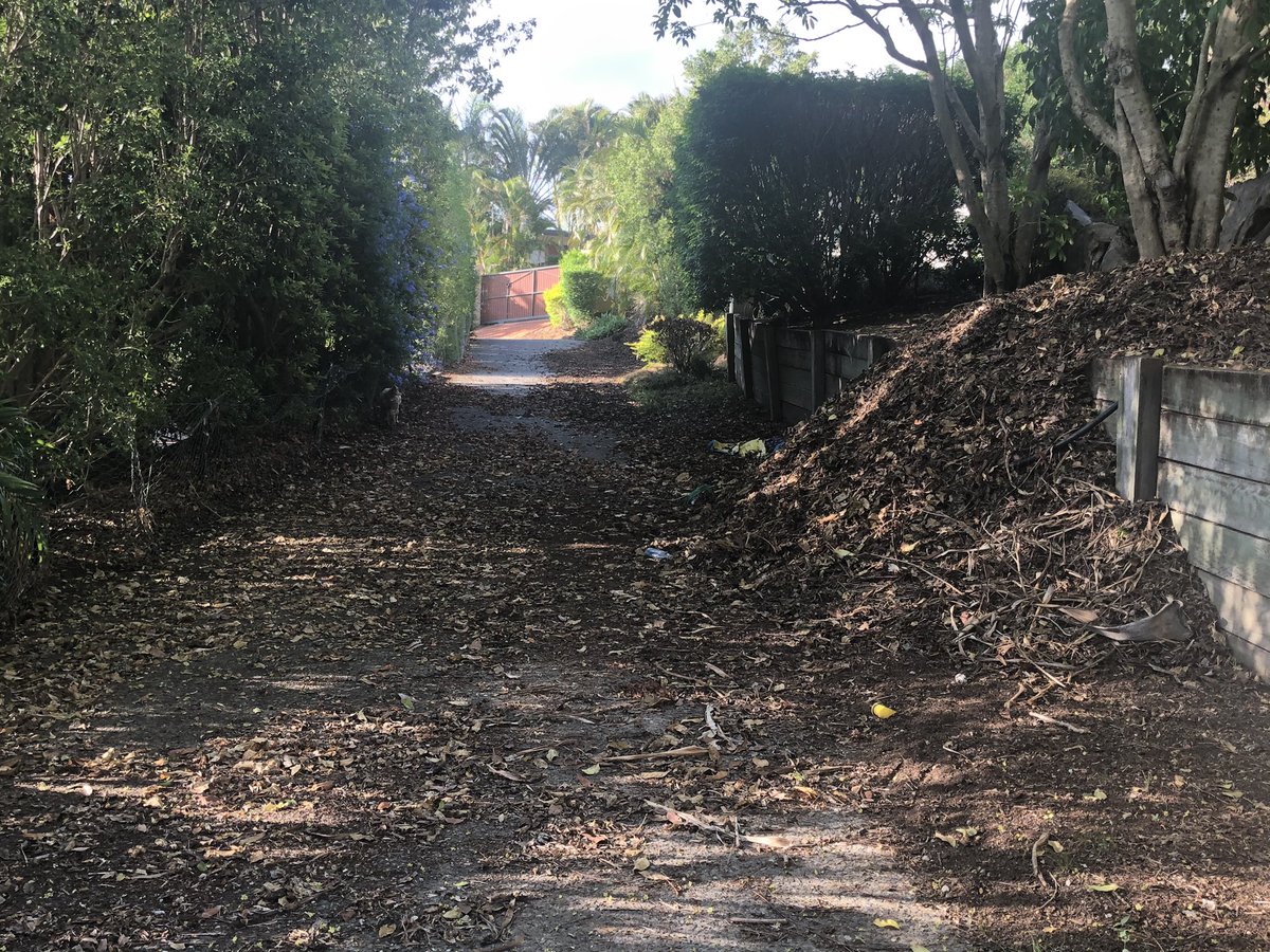 Annieb25's tweet image. How much mess can one #bushturkey #brushturkey make? Can barely see the driveway! #nesting #wildlife #brisbane