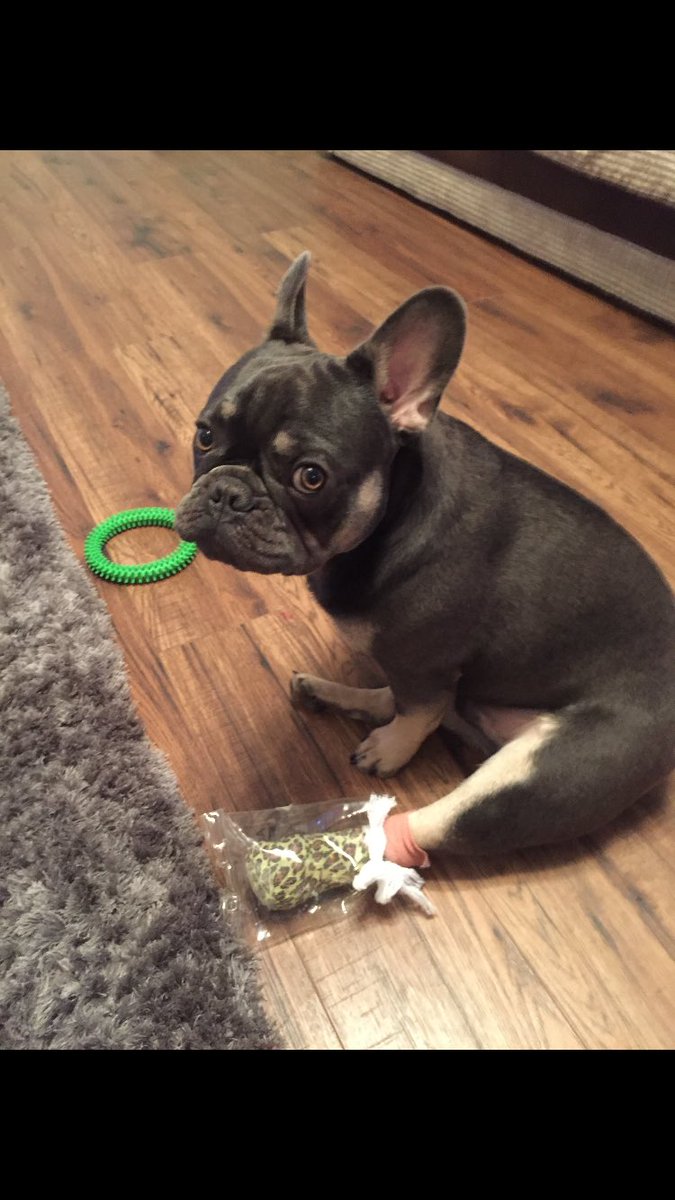 LilyIsabelJones's tweet photo. This is my Nan's dog follow me if you feel sorry #feelsorry https://t.co/zzFjZMt2j3