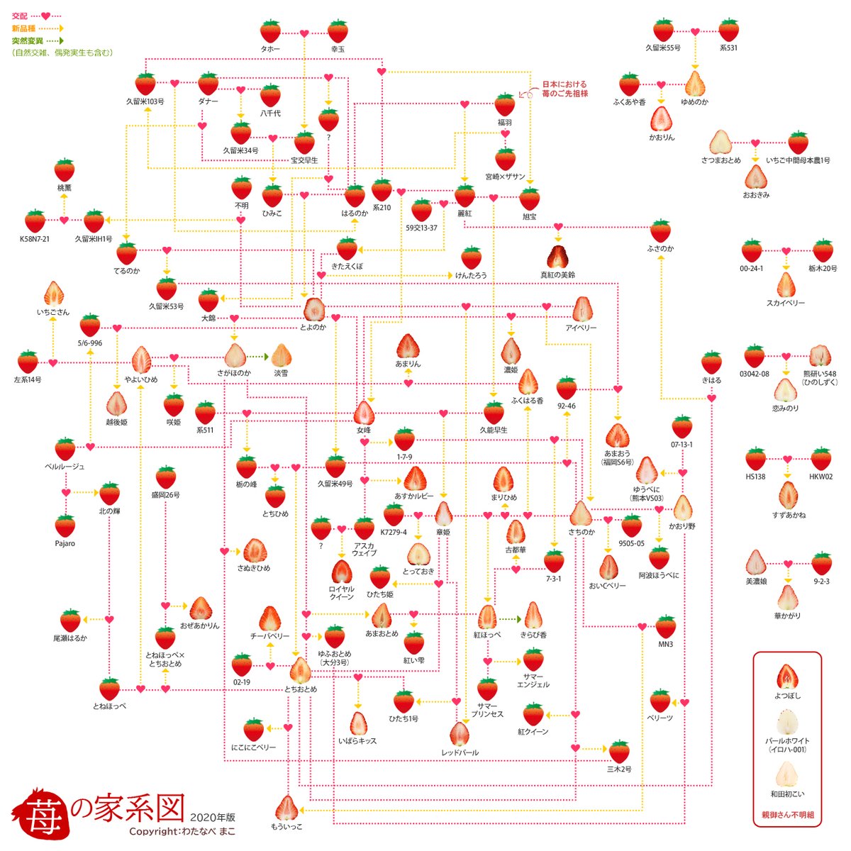 苺の断面図